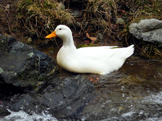 White duck on river