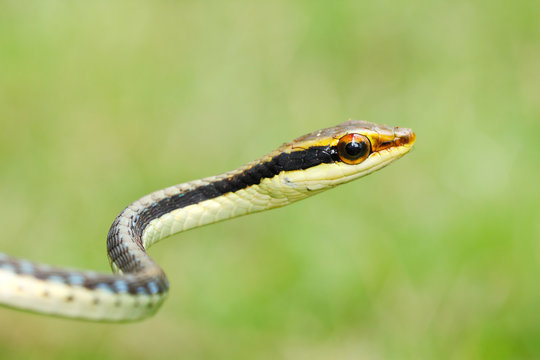 Painted bronzeback tree snake (Dendrelaphis pictus) found in Southeast Asia and India