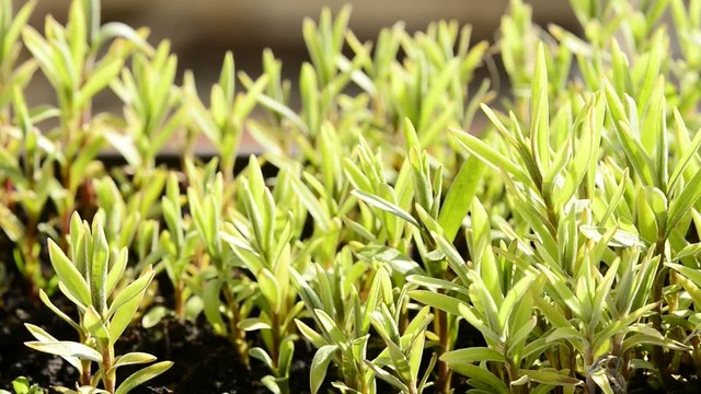 Estragon, Artemisia dracunculus, Gew&uuml;rz und Heilpflanze, Jungpflanzen im Fr&uuml;hling