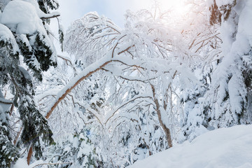 Beautiful winter landscape with snow covered trees, snowfall.
