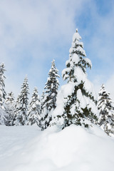 Beautiful winter landscape with snow covered trees, snowfall.