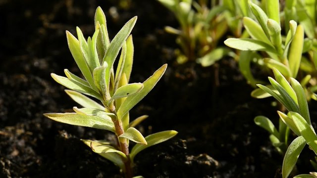 Estragon, Artemisia dracunculus, Gew&uuml;rz und Heilpflanze, Jungpflanzen im Fr&uuml;hling