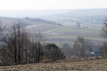 Las ścieżka na wiosnę © klumb