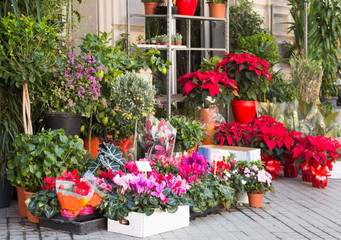 Fototapeta na wymiar Flowers and shrubs in yard of flower shop