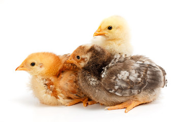 Three little chickens standing on white