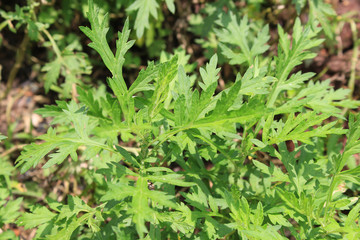 Mugwort herb field