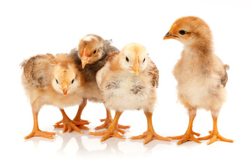 Four little chickens standing on white