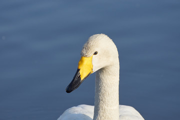 オオハクチョウ