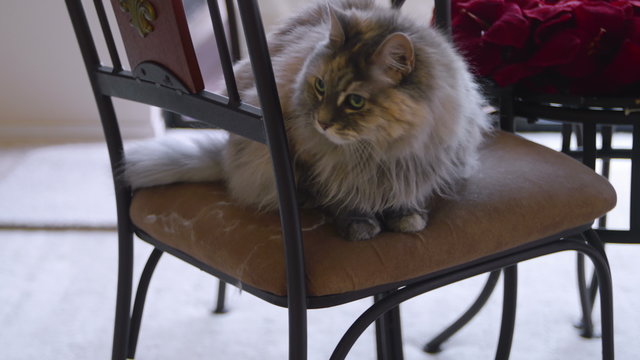 Cat Hair On Chair Removed. 4k Dense hair domestic cat leaving hair on chair and then removed with a lint brush.