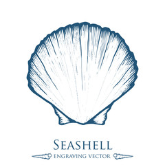 Seashell, sea shell, nature ocean aquatic underwater vector. Hand drawn marine engraving illustration on white background