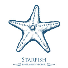 starfish, seashell, sea shell nature ocean aquatic underwater vector. Hand drawn marine engraving illustration on white background