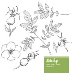 Rosehip flower, bud, branch, leaf sketch vector nature summer organic hand drawn illustration set