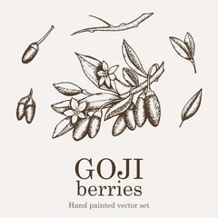 Goji berry superfood set. Health nutrient food vector hand drawing illustration