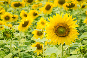 Naklejka premium Sunflower field