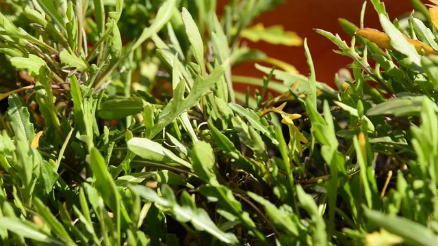Rucola, Jungpflanzen im Fr&uuml;hjahr
