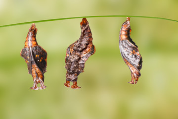 Pupa of commander butterfly