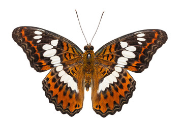 Isolated commander butterfly dorsal view