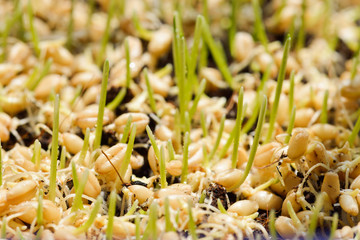 germinated seeds of barley - malt