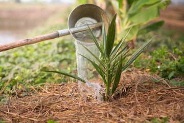 Watering the date-palm.