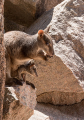 Wallaby with joey in pouch on rocks on Magnetic Island, Australia