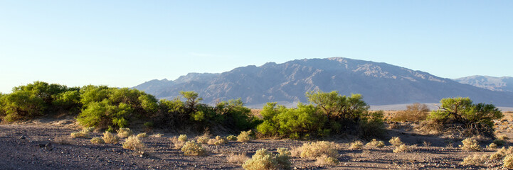 Fototapeta na wymiar Death Valley panorama with honey mesquite on sand dune