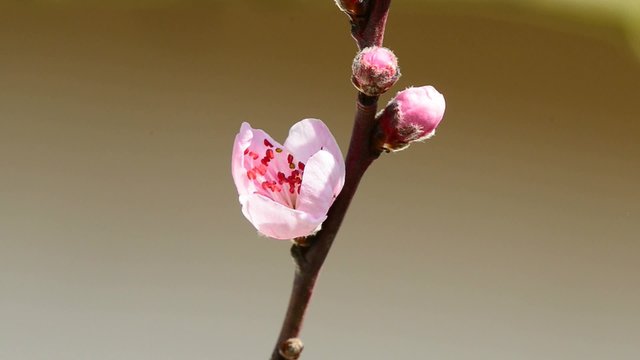 Pfirsich, Blüte im Frühling
