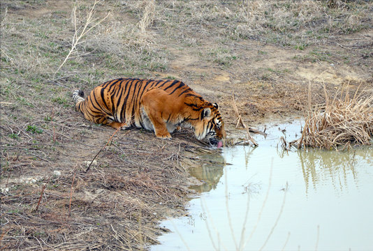 Tiger by watering hole and game trail