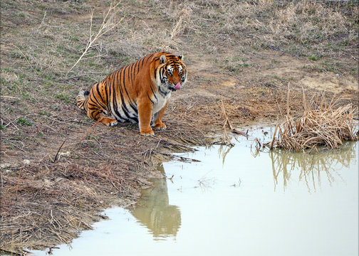 Tiger by watering hole and game trail