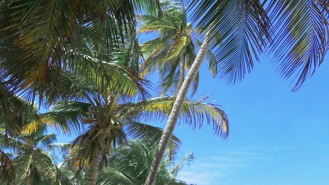 Caribbean palm trees on blue sky at Morrocoy, Venezuela