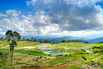 Green rice field  in Tana Toraja