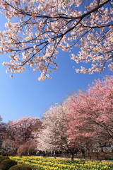 色々な桜たち / 色々な種類の桜の満開の情景を撮影