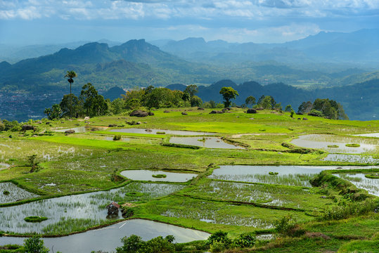 Green rice field  in Tana Toraja