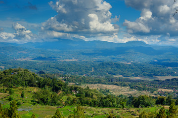 Green rice field  in Tana Toraja