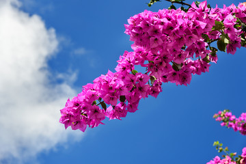 Branch of beautiful bougainvillea flowers