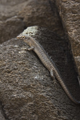 Reptile from Fernando de Noronha island, Brazil, standing on a stone