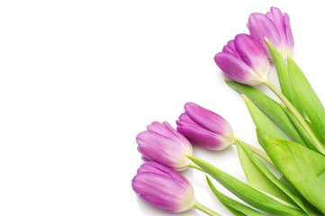 bunch of purple tulips on white