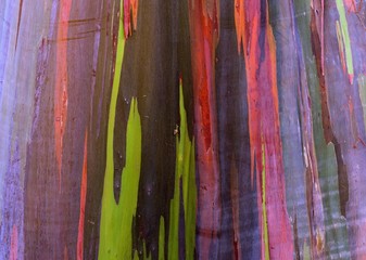 Rainbow Eucalyptus Tree Trunk / Close up of its multi-colored trunk. Also known as Gum Tree, Mindanao Gum Tree.