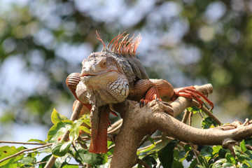 iguana on the tree