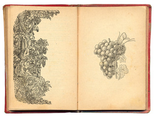 Wine illustration art illustration

