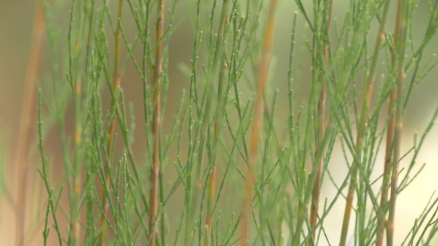 Very close up green leaves of beautiful pines with blur background:Ultra HD 4K High quality footage size (3840x2160)