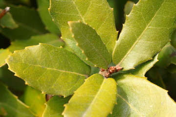 ウバメガシの葉
