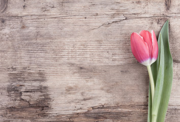 Flower Tulip on the background of old wood postcard