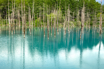 Hokkaido Biei Aoiike (Blue Pond)