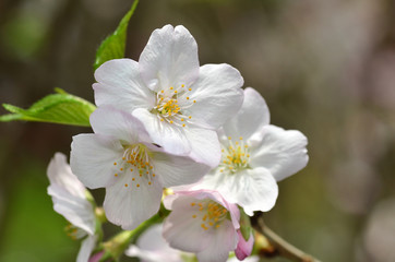 Fototapeta na wymiar Beautiful Cherry blossom