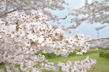 Sakura Full Blossom