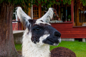 Obraz premium Portrait of a handsome alpaca in cloudy weather.