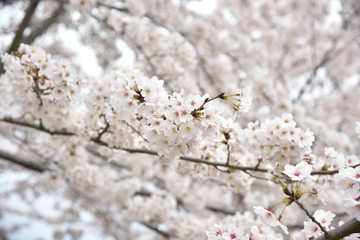 Sakura Full Blossom