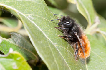 Bee apis mellifica