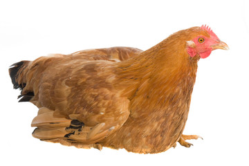 Brown hen isolated on white