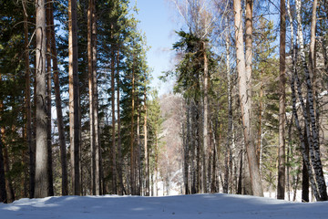 ski trail in the winter the trees